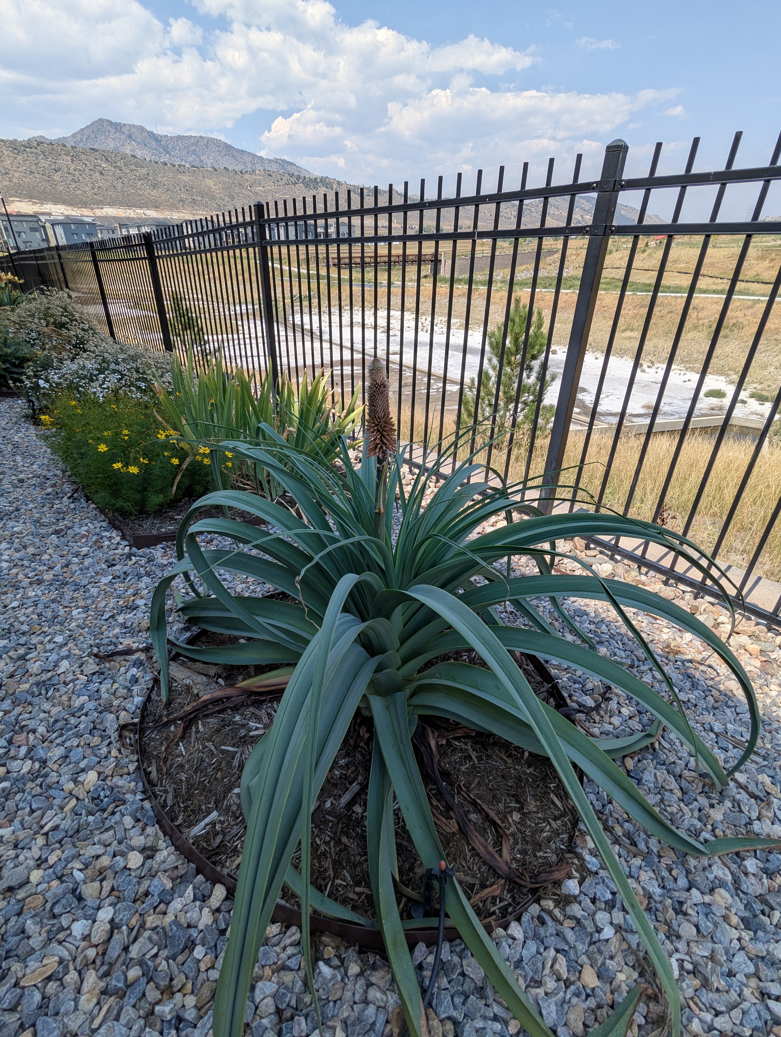 Garden, Torch Yucca, Morrison, Colorado